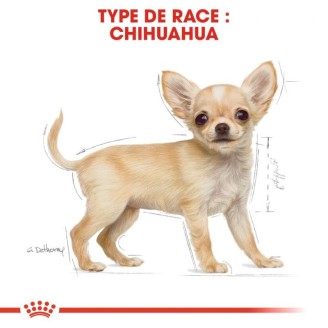 Chihuahua Junior  1,5Kg