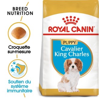 Cavalier King Charles  Junior 1,5Kg