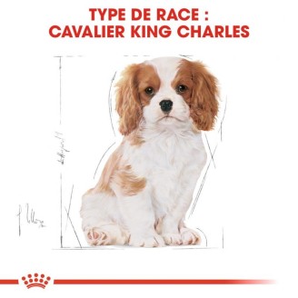 Cavalier King Charles  Junior 1,5Kg