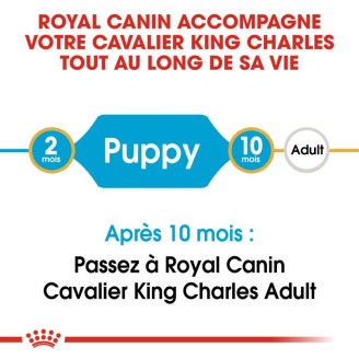 Cavalier King Charles  Junior 1,5Kg