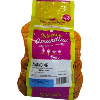 Princesse Amandine 3Kg 25/30