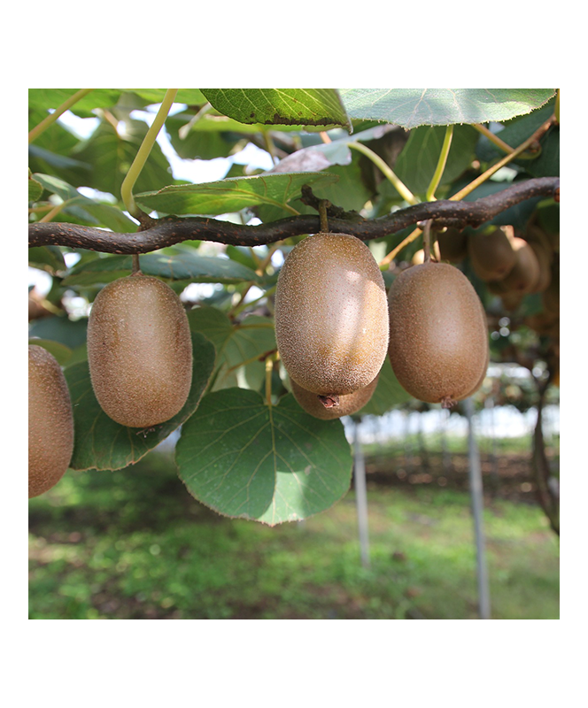 Kiwi Male C1.5L