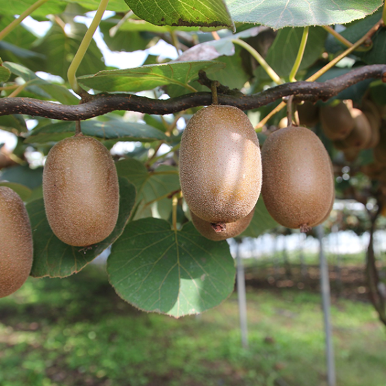 Kiwi Male C3L Hayward