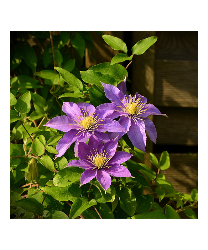 Clematis C3L Persistante