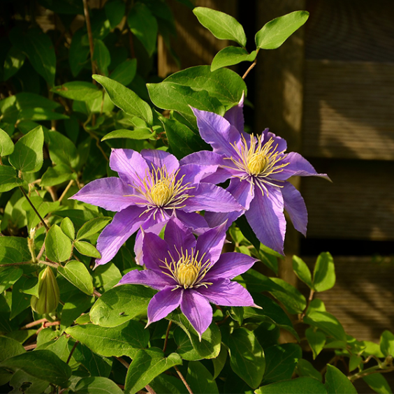 Clematis C3L Persistante