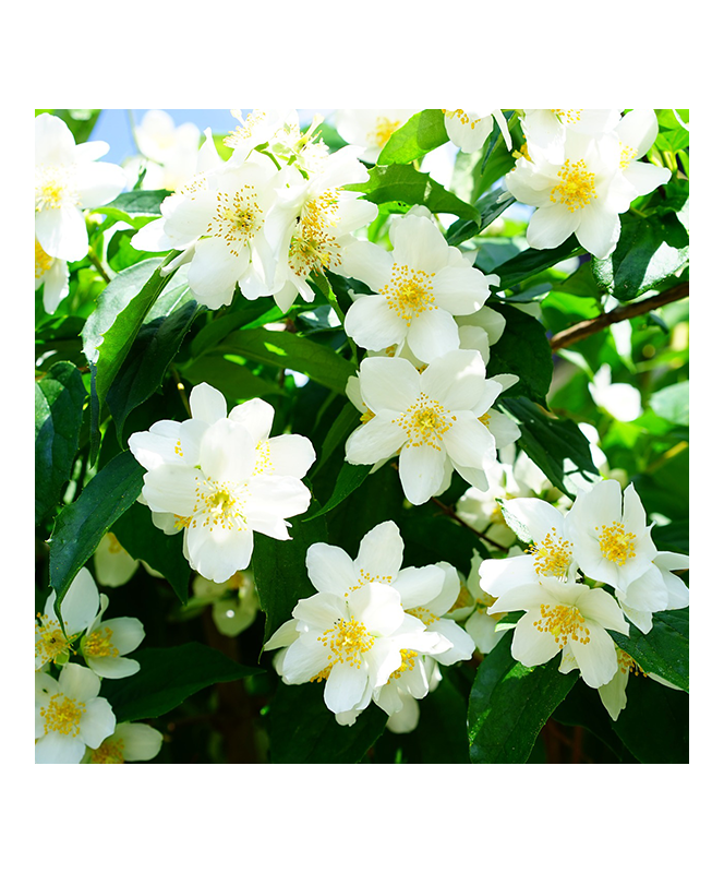 Jasminum Officinale C4L