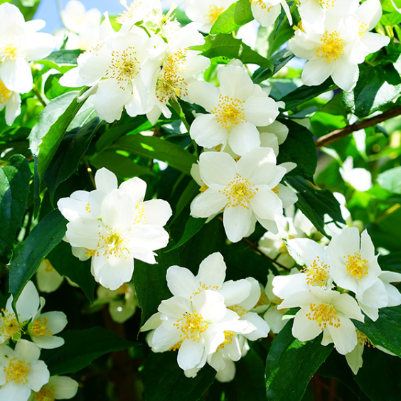 Jasminum Officinale C4L