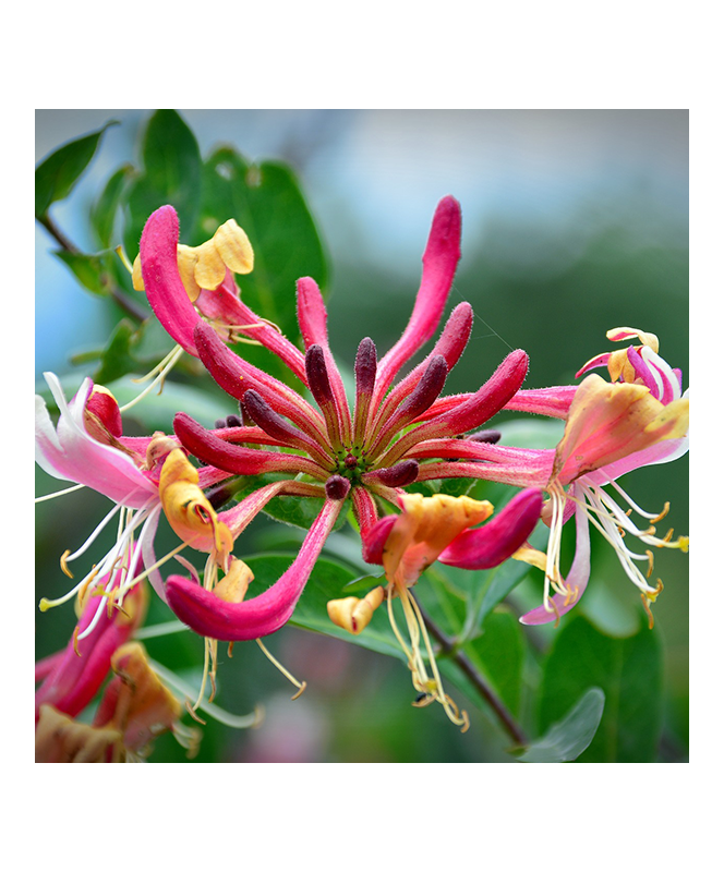 Lonicera C1.3L A