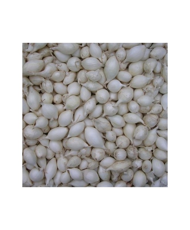 Oignon Blanc 100 Plants Chr