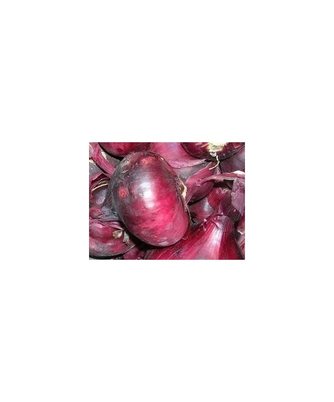 Oignon Rouge 50 Plants Bio