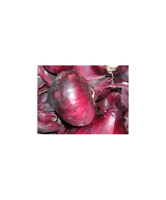 Oignon Rouge 50 Plants Bio