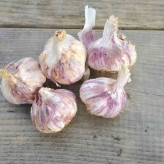 Ail violet Germidour 50/60 500G